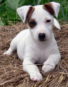 Jack_Russell