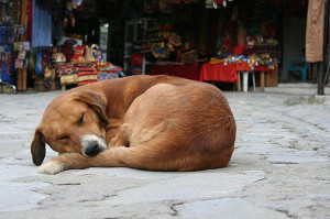 perro_durmiendo