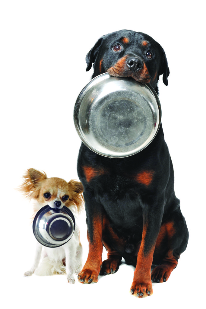 rottweiler chihuahua and food bowl