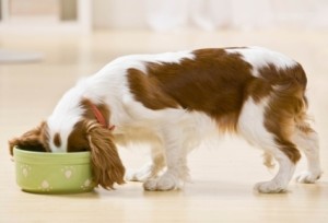 Hungry dog eating food from bowl