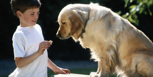 Galletas-de-calabaza-para-nuestro-perro