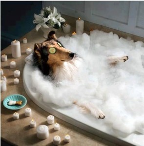 perro-tomandose-un-baño-de-espuma_www.cosas-que-pasan.com_