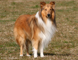 rough-collie