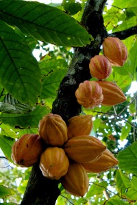 Matadecacao